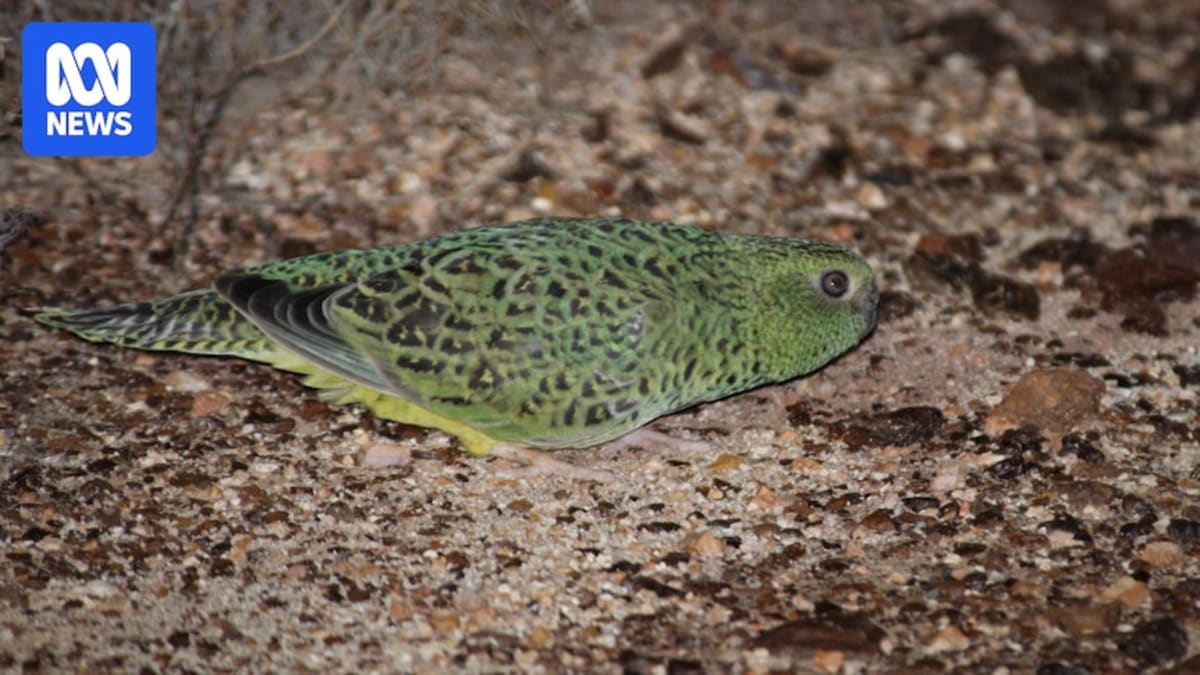 Rare nocturnal night parrot on ground in spinifex grass habitat in Queensland outback