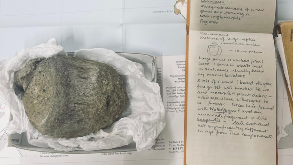 Antarctica's First Dinosaur Bone Sat in Drawer for 40 Years - Image 2