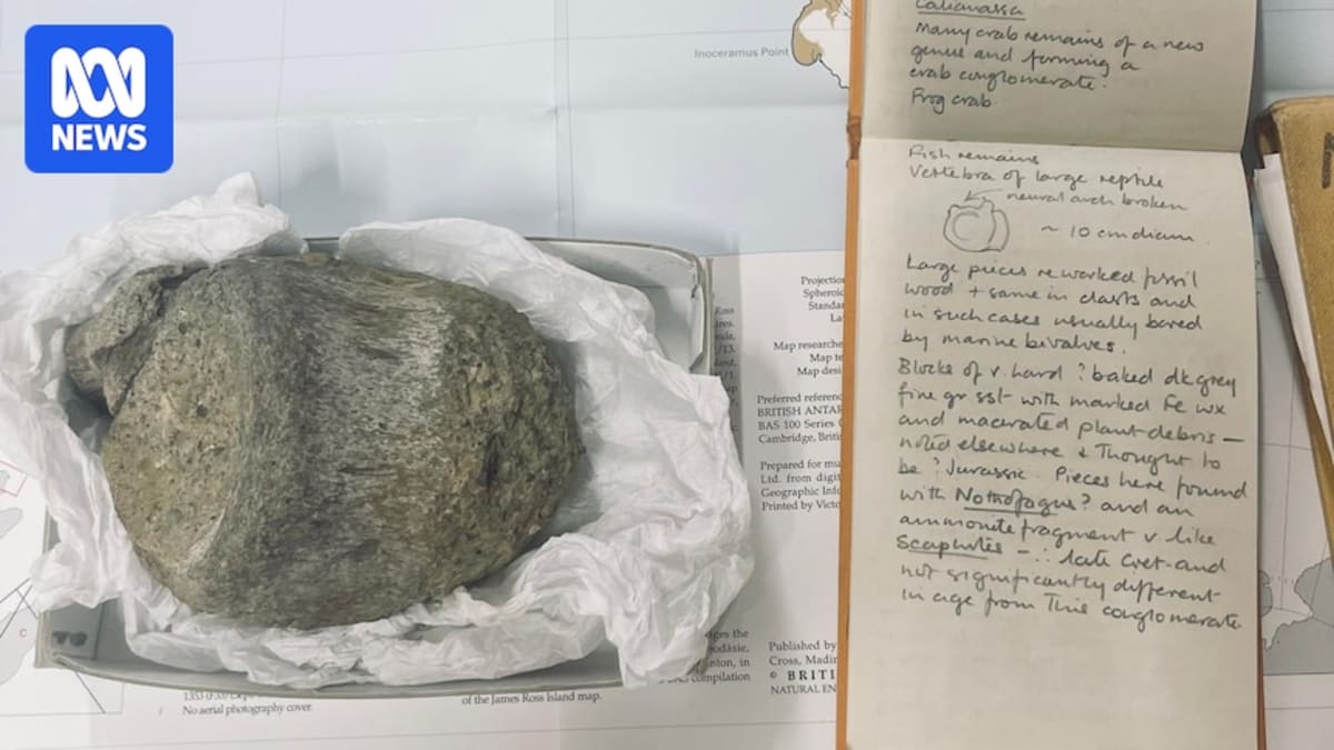 Ten-centimeter fossilized titanosaur vertebra bone discovered in Antarctica in 1985