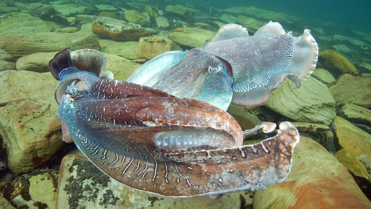 Whyalla Bans Tours to Help Rare Cuttlefish Recover - Image 3
