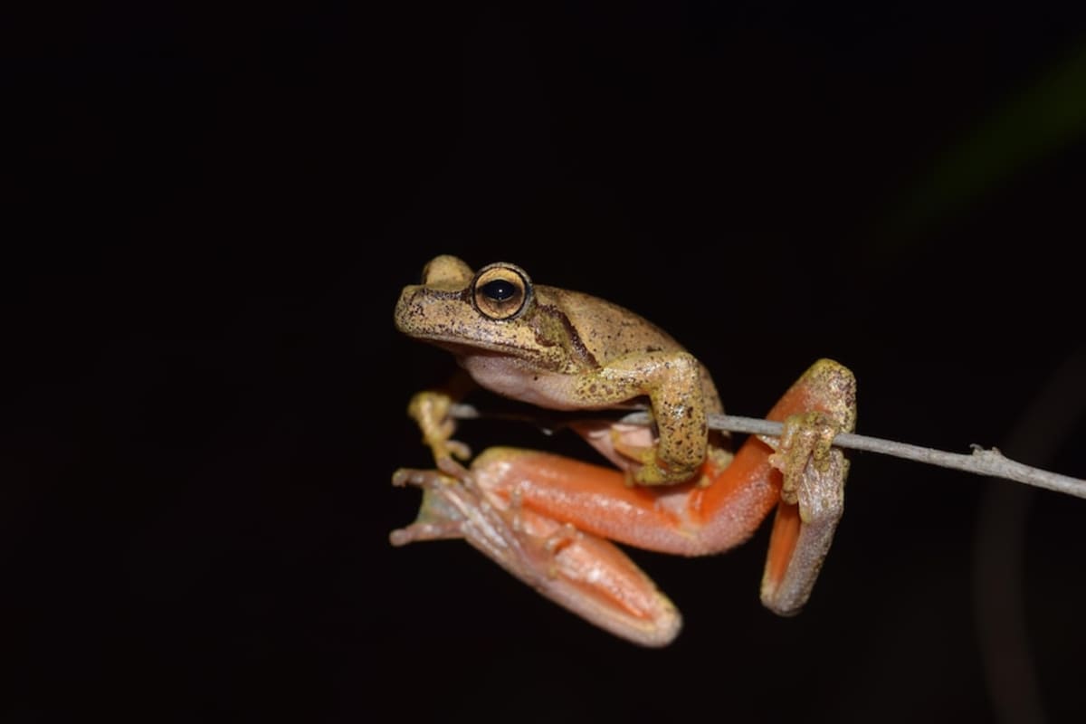 NSW Reroutes Power Lines to Save Homes and Endangered Frogs - Image 5