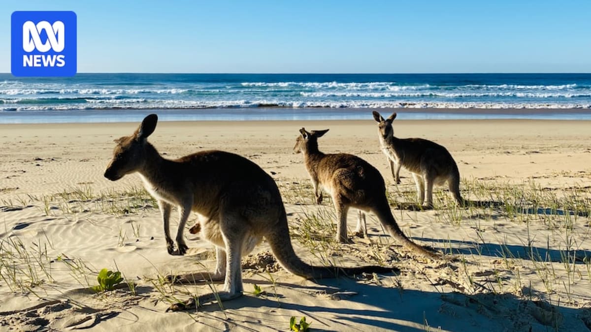 NSW Scientists Rescue Isolated Kangaroo Mob with New Plan