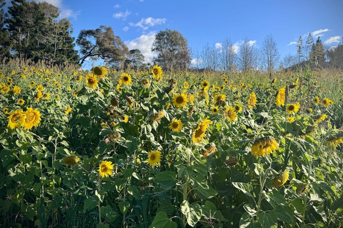 Sunflower Farm Raises Funds for Cancer, Palliative Care - Image 4