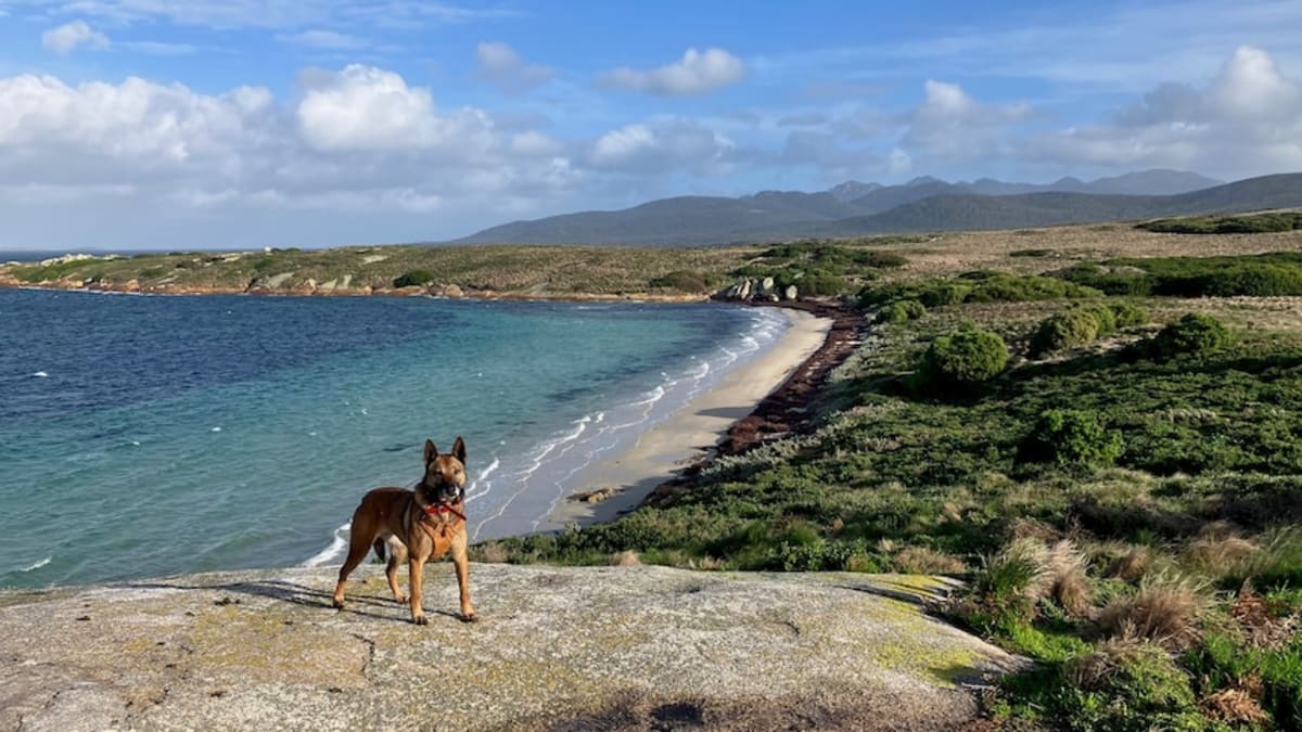 Penguins Return to Island After Feral Cats Removed - Image 2
