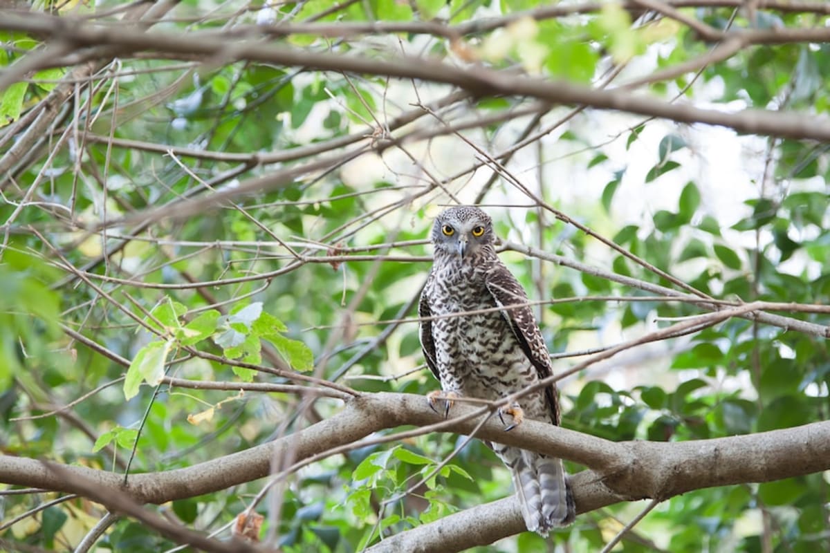 Sydney's West Gets 1,100-Hectare National Park - Image 4