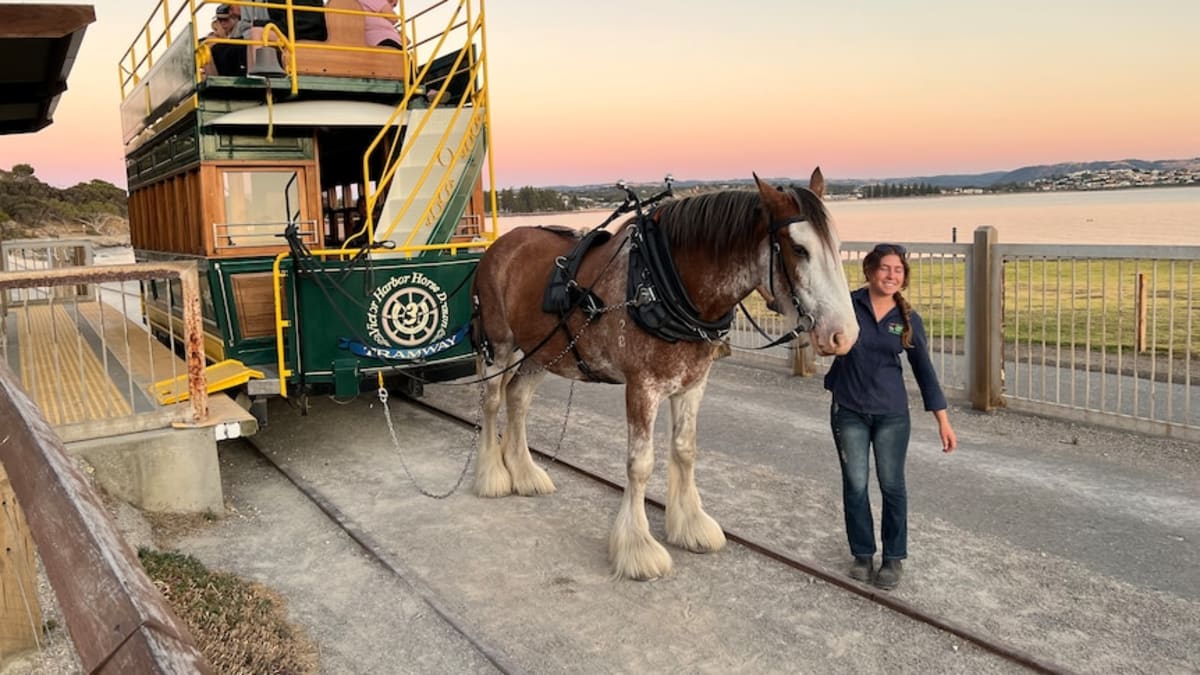 Albert the Clydesdale: 13 Years Pulling Historic Tram - Image 2
