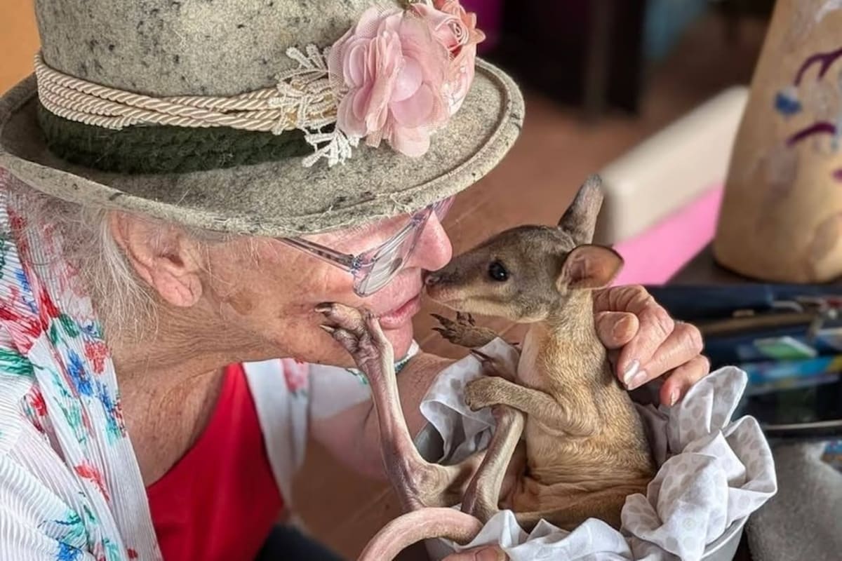 Tiny Wallaby Returns Home After 1,000km Rescue Journey - Image 3
