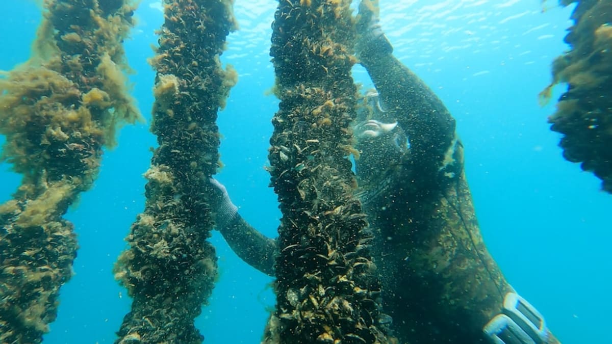 Millions of Mussels Clean Up Perth Bay, Revive Ecosystem - Image 2