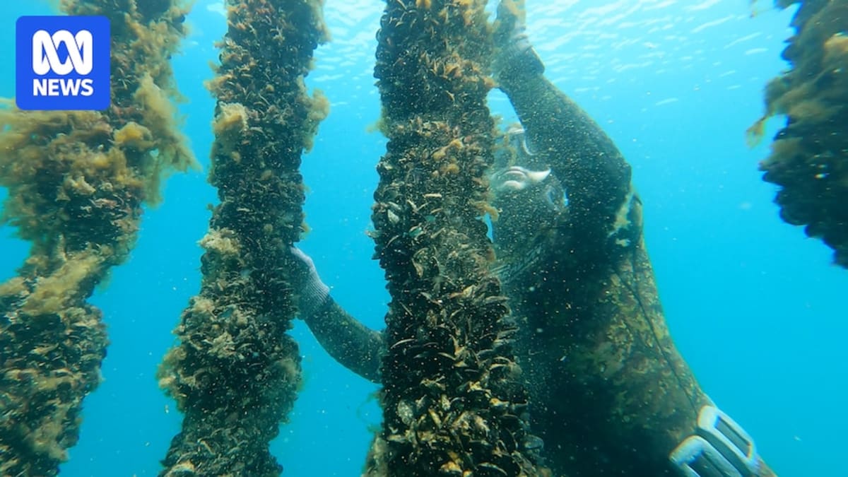 Hairy rope suspended underwater densely covered with blue mussels creating reef-like marine habitat structure