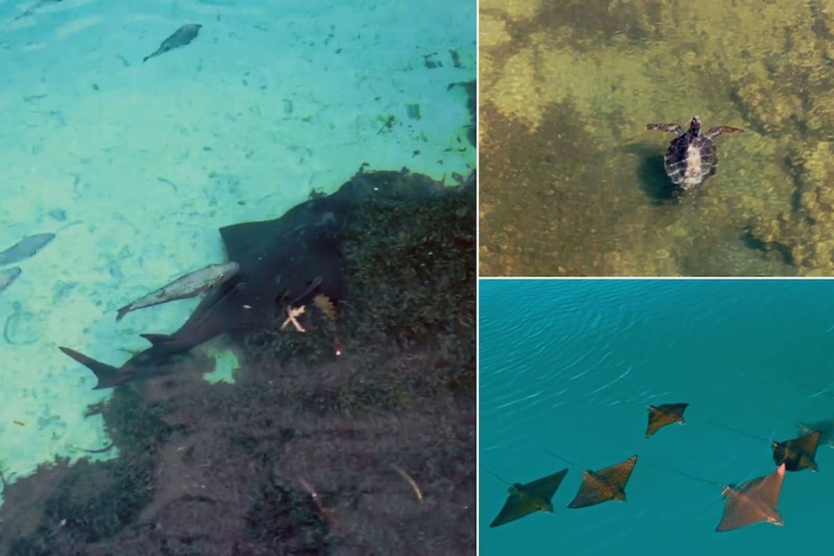 Shark Bay Volunteers Plant 36,000 Seagrass Seedlings by Hand - Image 4