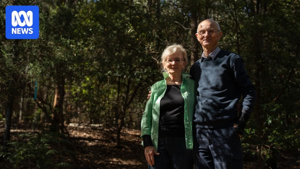 Tall white gum eucalyptus trees tower over native understory in restored Tasmanian forest