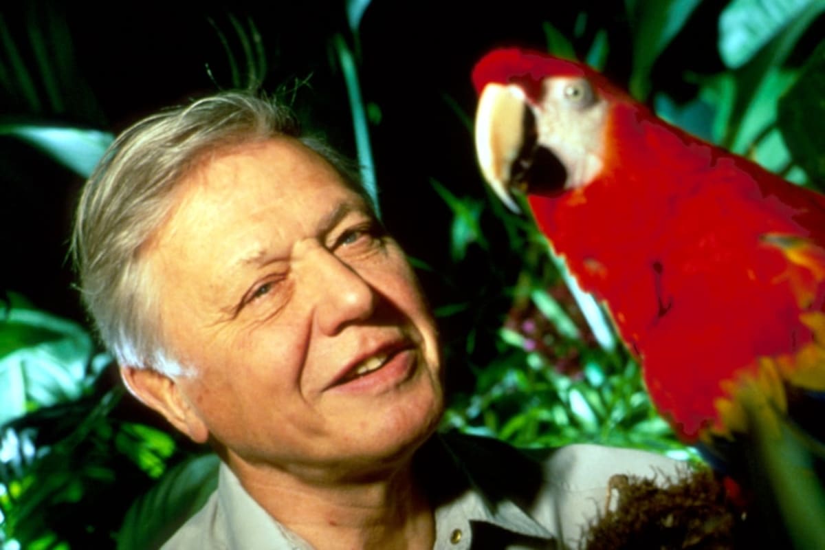 Irish Birdwatcher's Livestream Brings Joy to Thousands - Image 4