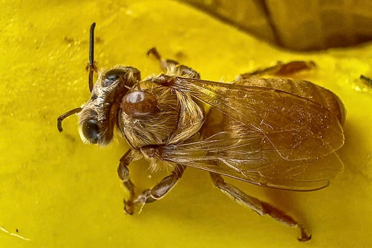 Spider Venom Could Save Australia's $4.6B Bee Industry - Image 3