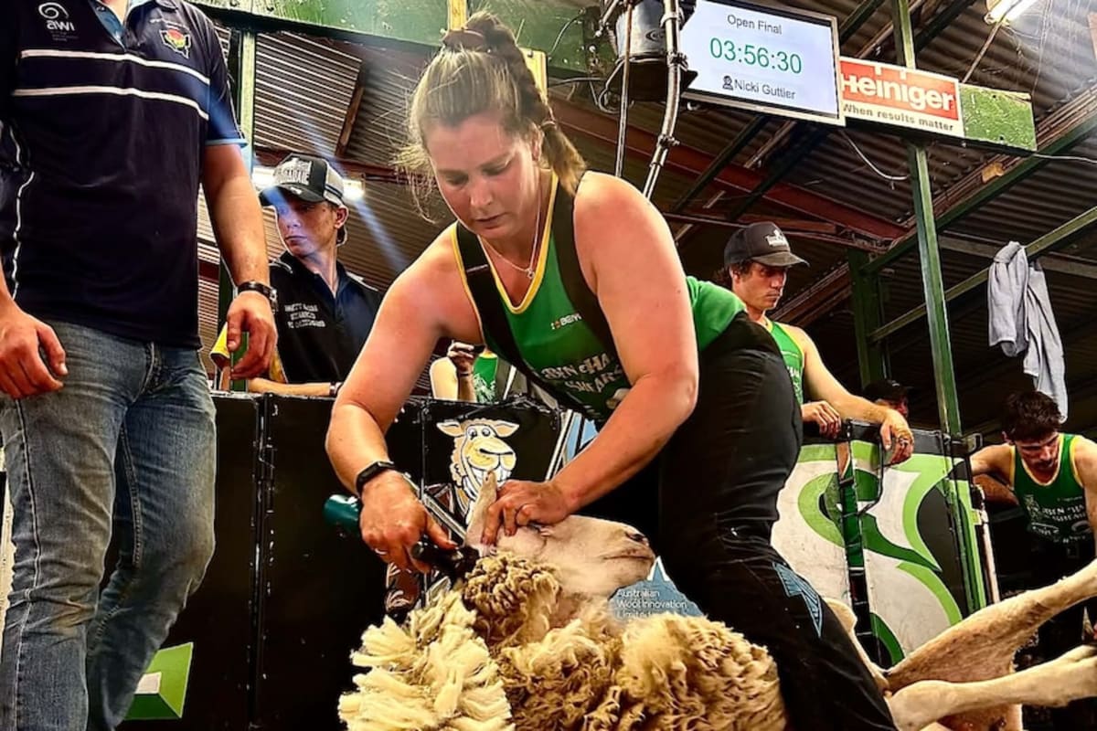 Woman Wins Two Open Shearing Titles Months After Injury - Image 3