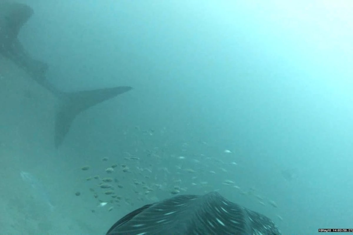 Whale Sharks Are Serial Snackers, Dorsal Cameras Show - Image 5