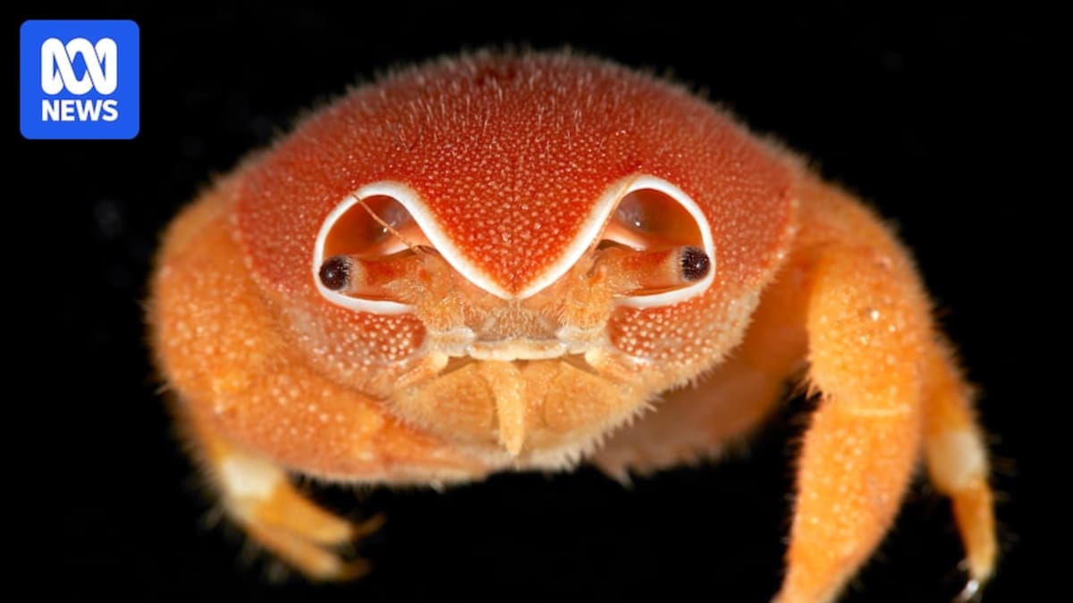 Scientists Discover 149 New Species in Remote Australian Waters