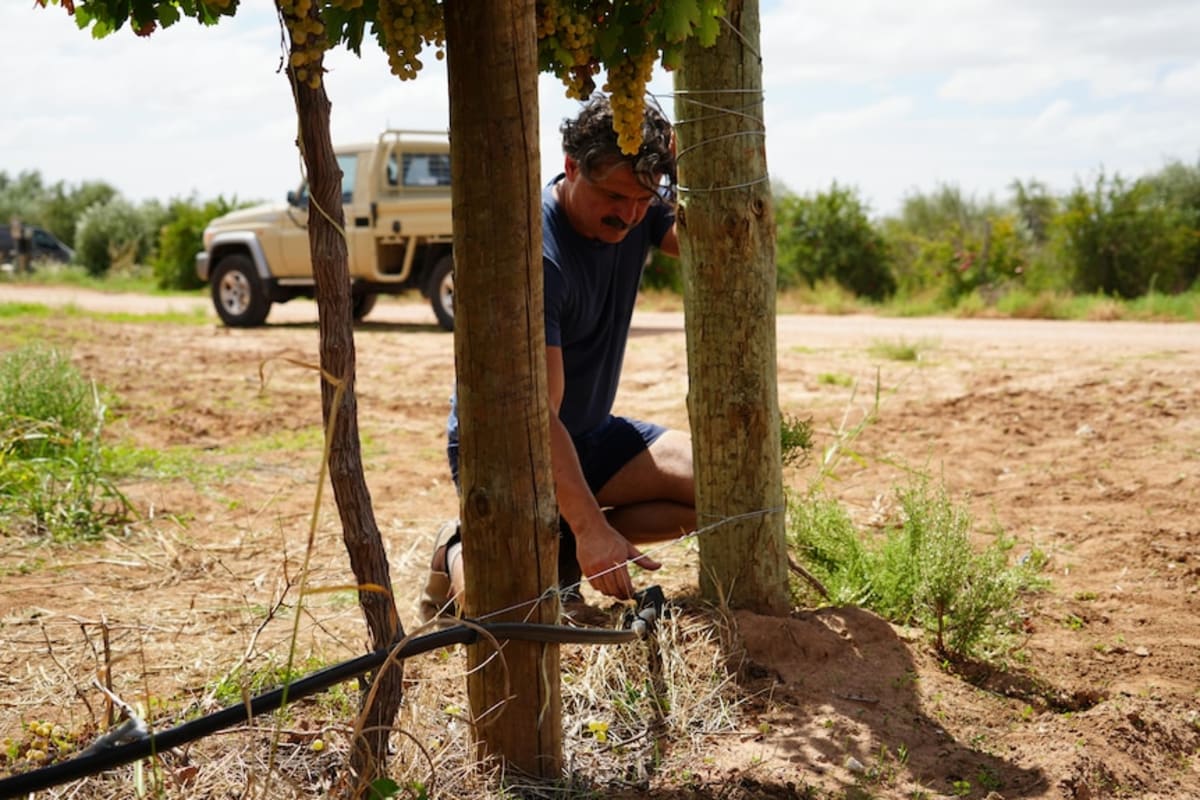 Ancient Grape Cuts Water Use 75% in Drought-Hit Australia - Image 4