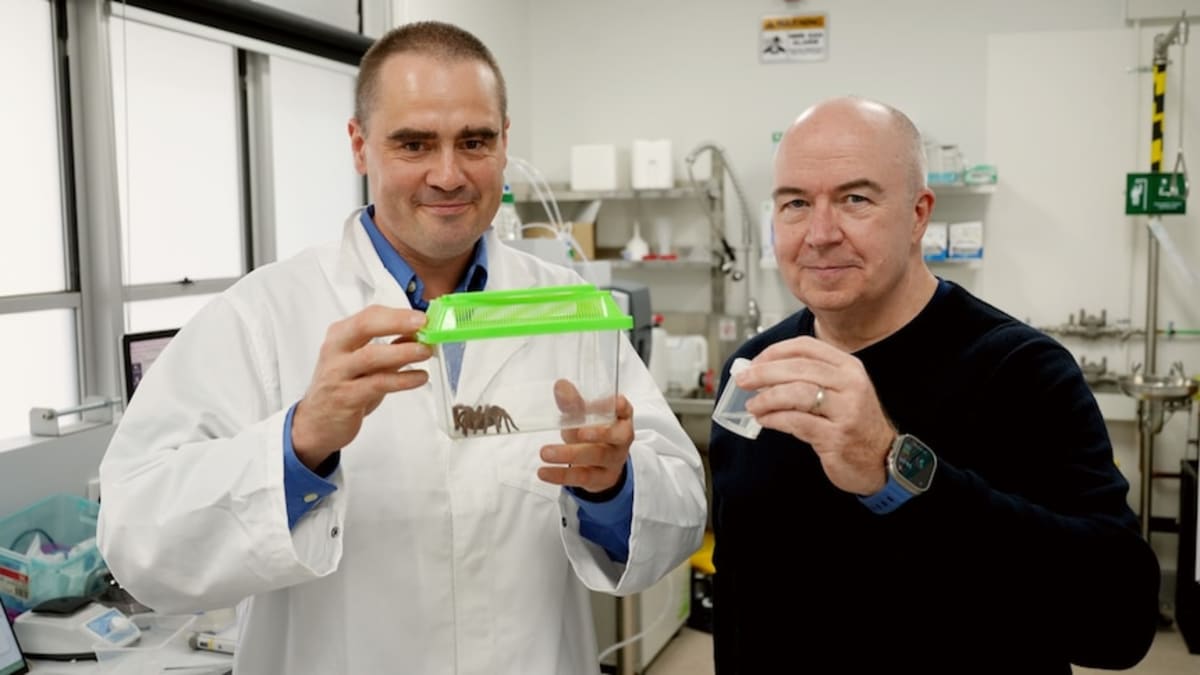 Spider Venom Could Save Australia's $4.6B Bee Industry - Image 2