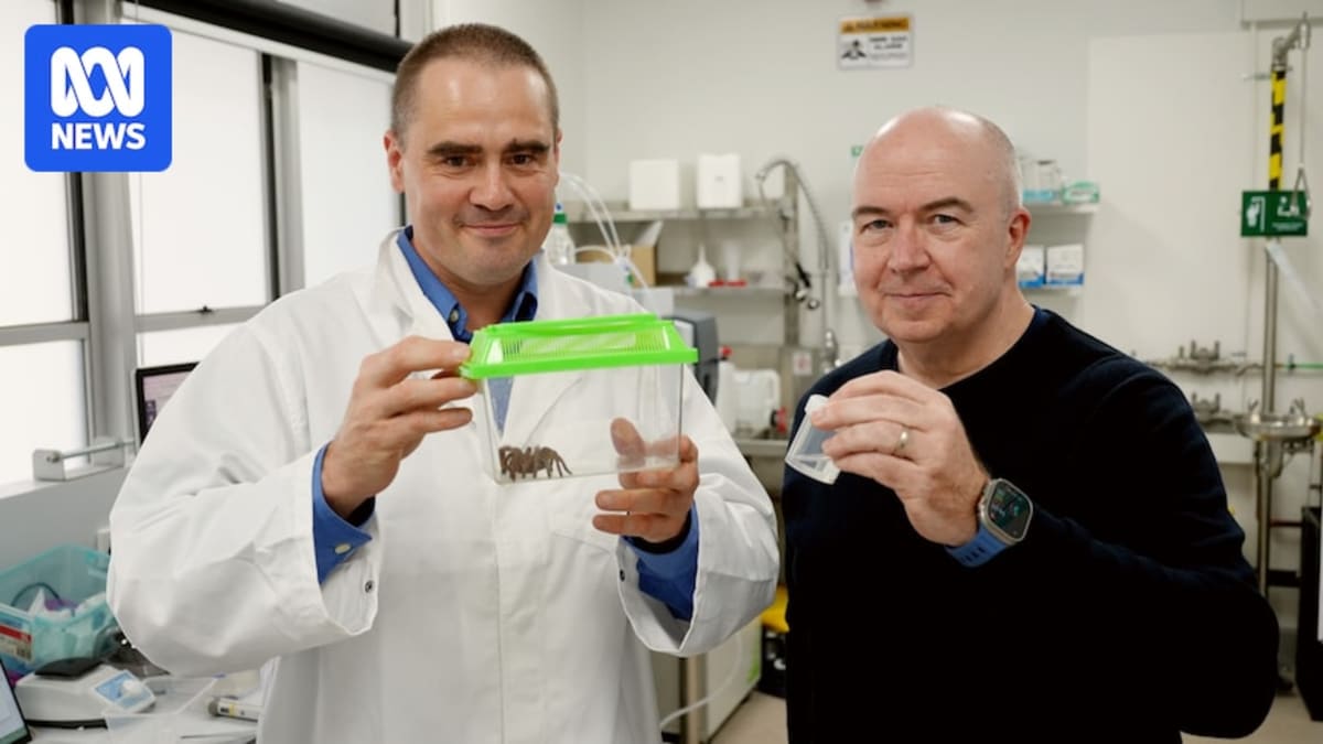 Spider Venom Could Save Australia's $4.6B Bee Industry