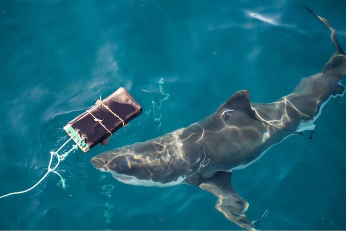 Diver Escapes Great White Shark With Quick Thinking - Image 4