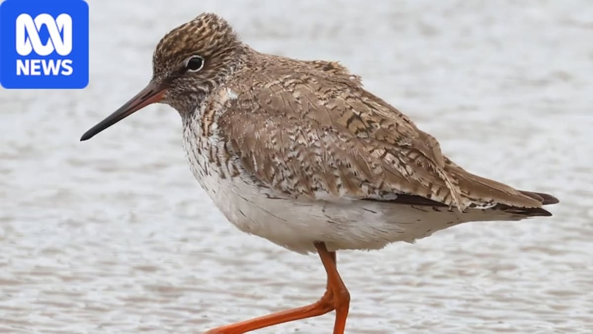 Common redshank with distinctive orange-red legs feeding on mudflats in Cairns, Queensland