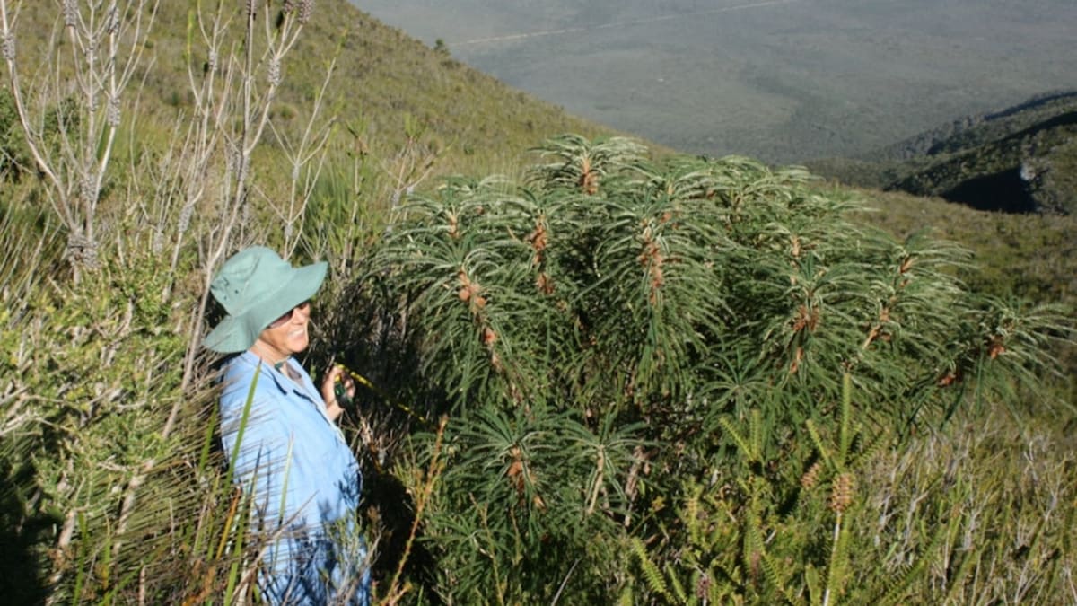 Scientists Save World's Rarest Plants After Australia Fire - Image 2