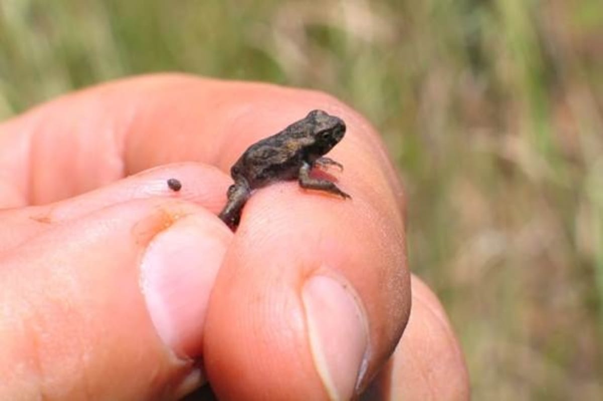 Scientists Save Goannas Using Their Own Enemy: Baby Toads - Image 3
