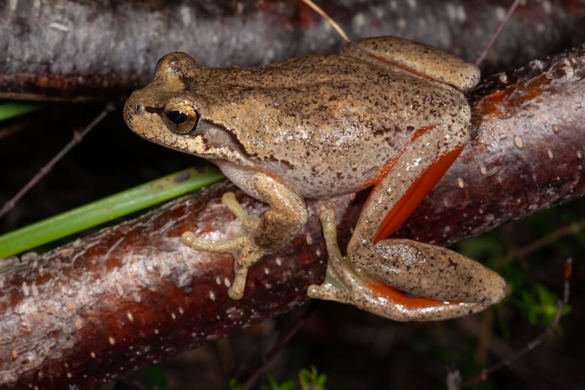 1,400 Endangered Frogs Released After Black Summer Fires - Image 5