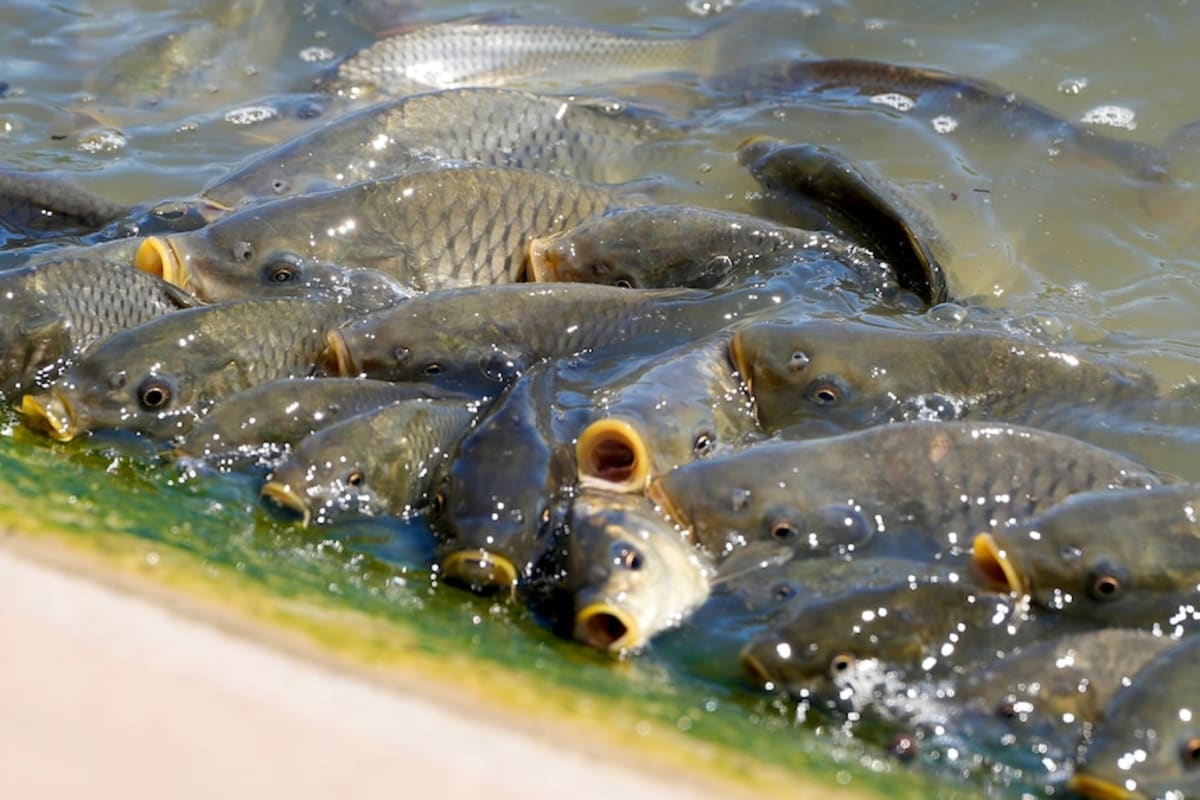 Australian Startup Turns Invasive Carp Into Dog Treats - Image 5