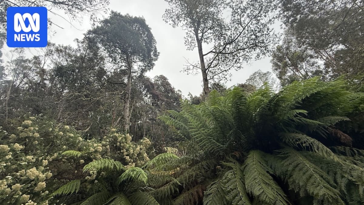 Private Landowners Return 3 Tasmania Blocks to Aboriginal Council