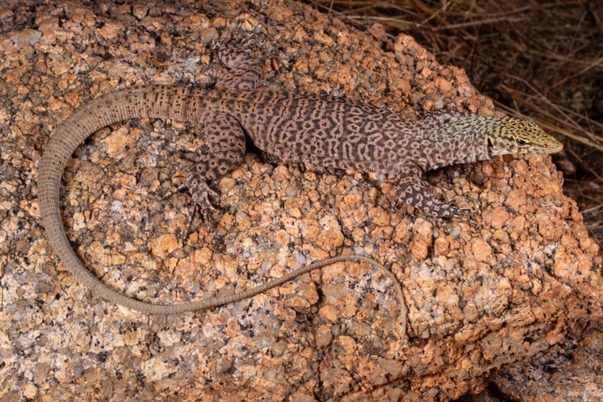 Scientists Discover 3 New Lizard Species in Australia - Image 5