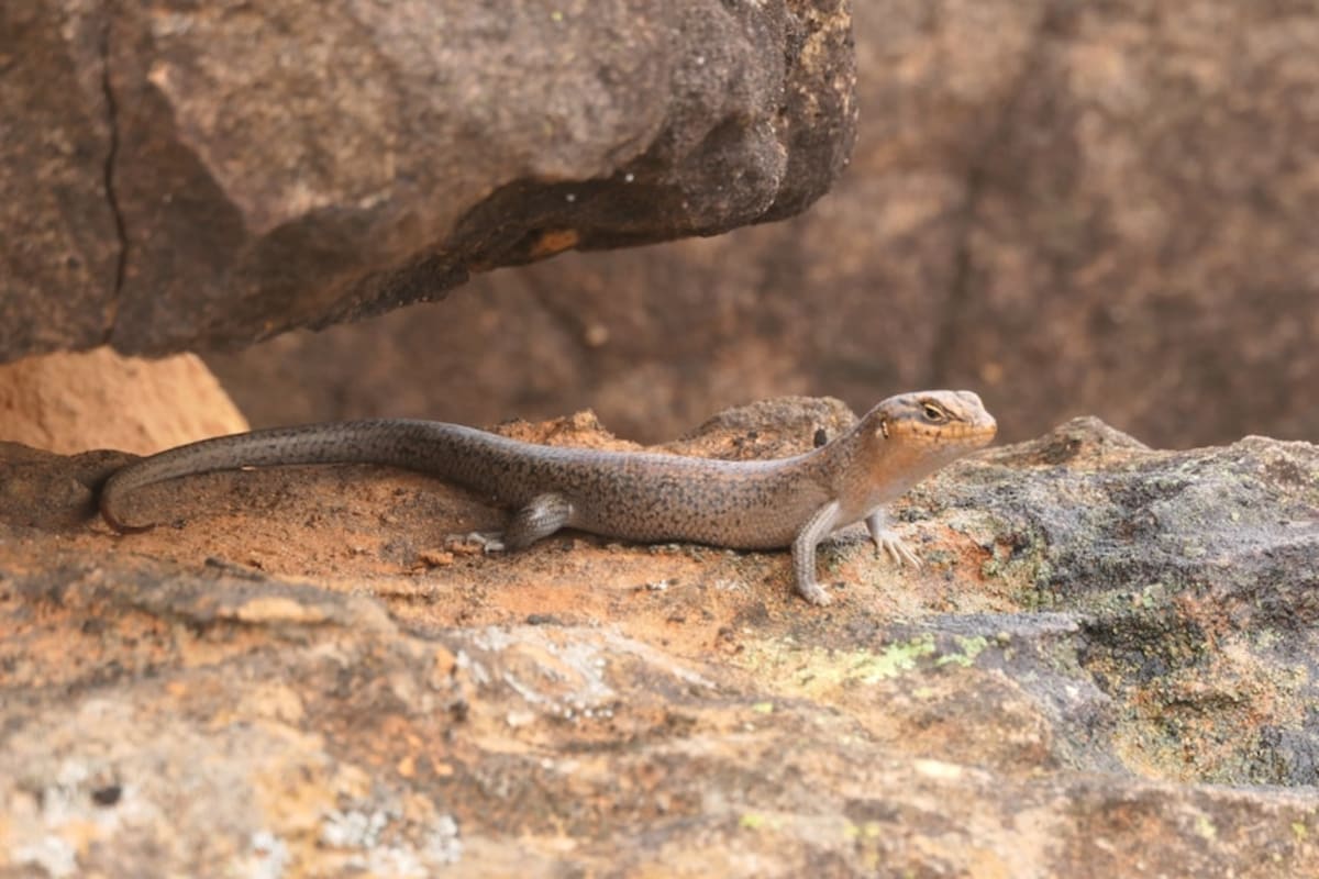 Australia's Rarest Reptile Found After 25 Years - Image 5