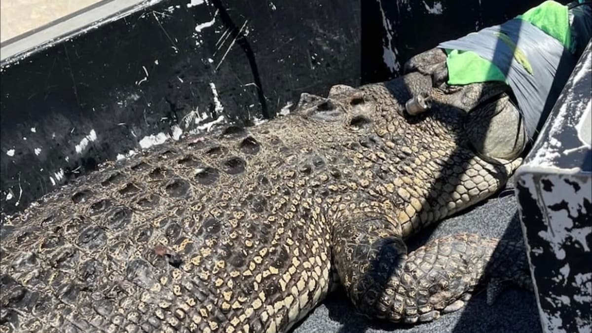3.5-Meter Saltwater Croc Finds New Home After Beach Rescue - Image 2