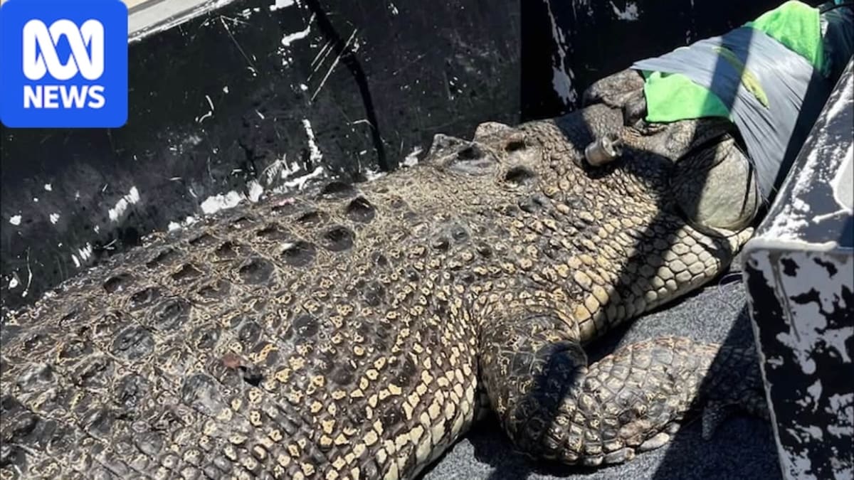 3.5-Meter Saltwater Croc Finds New Home After Beach Rescue