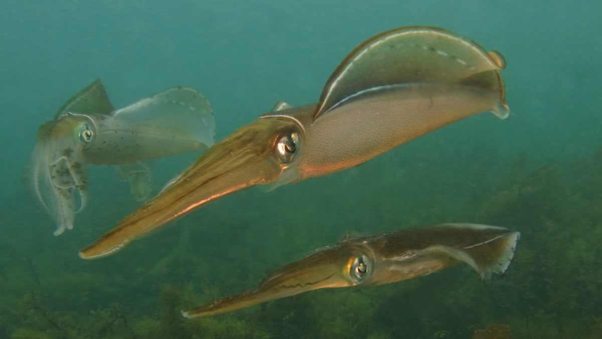 Squid Return to South Australia After Algal Bloom - Image 2