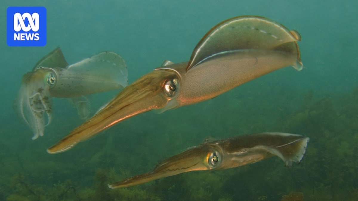 Southern calamari squid swimming in clear ocean waters off South Australia coast