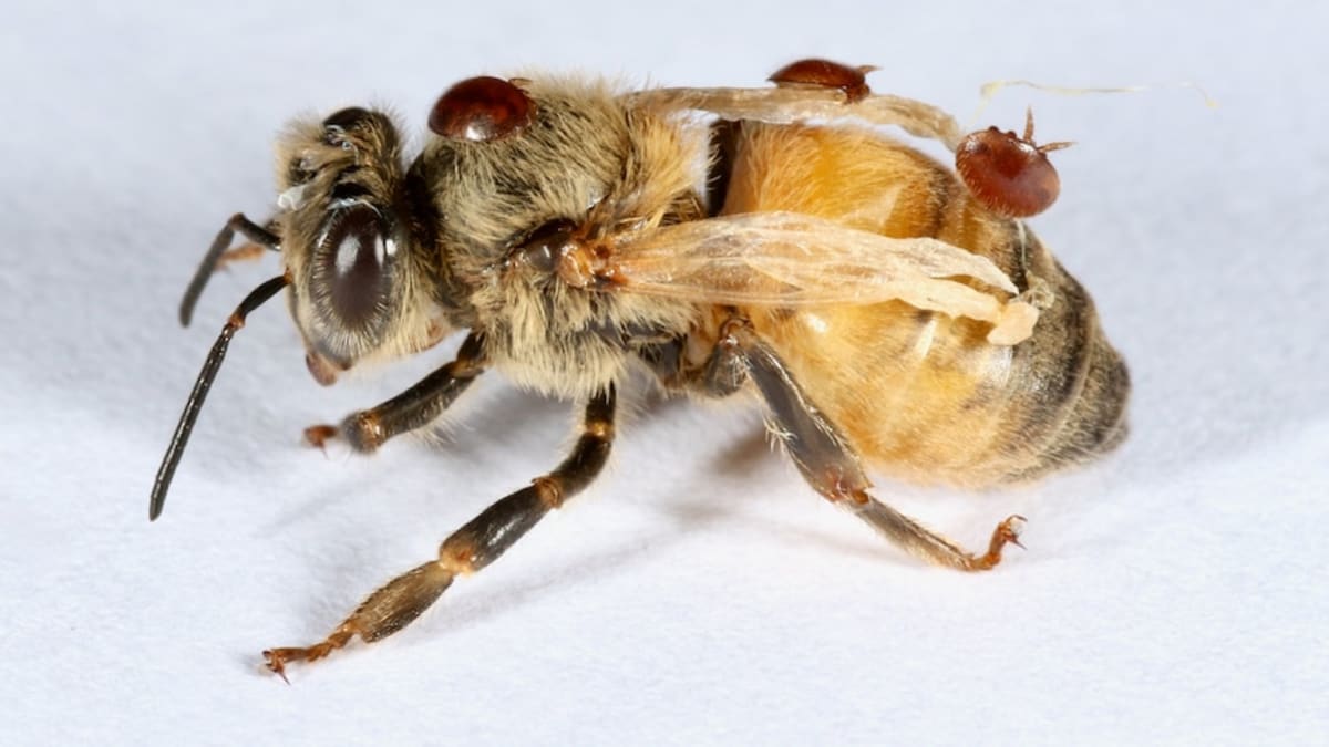 New Biopesticide Gives Beekeepers Hope Against Varroa Mite - Image 2