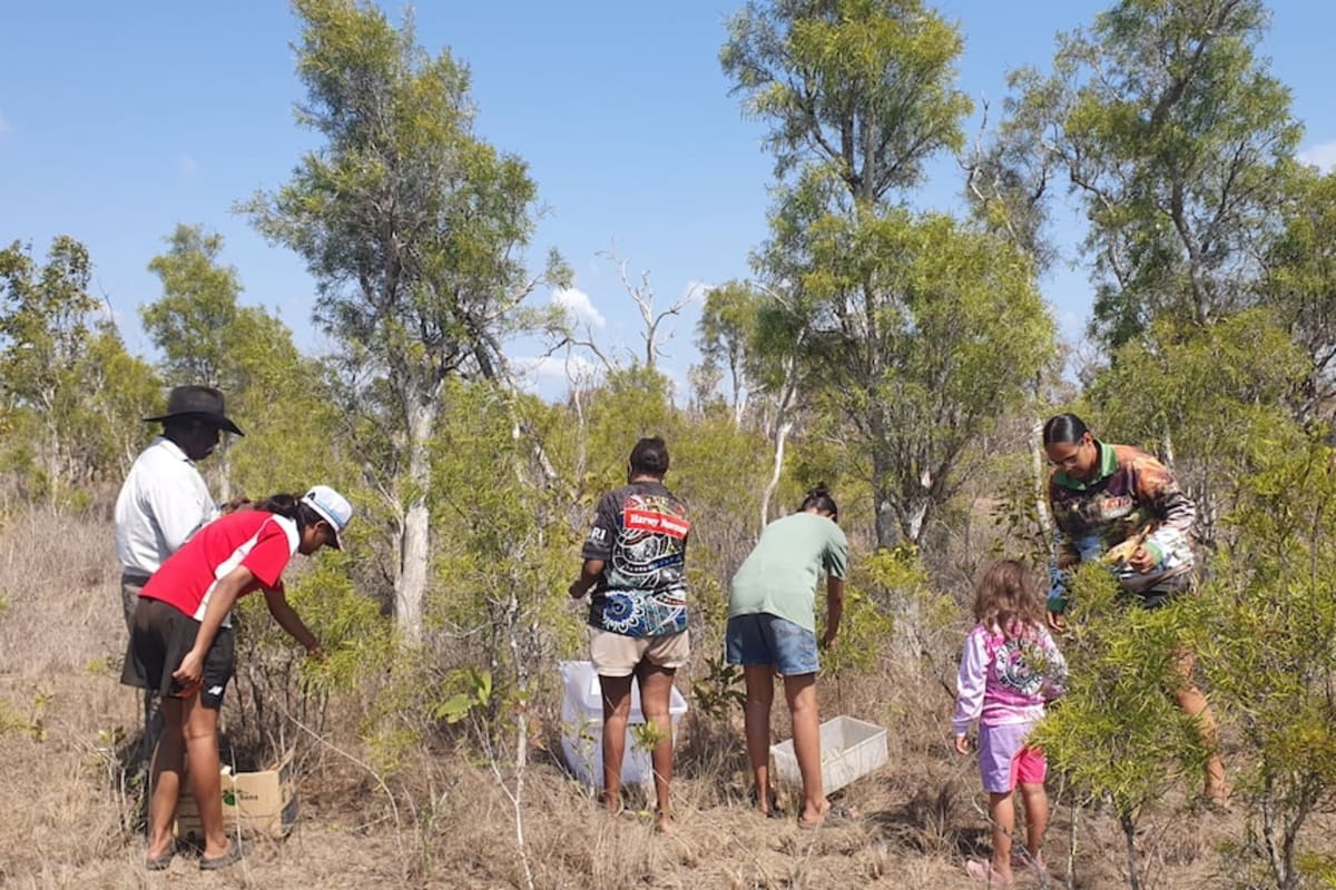 Indigenous Australian Tea Wins Hearts Across Asia - Image 5