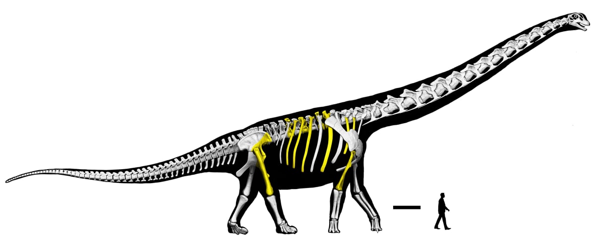 Thai Scientist Names Biggest Dinosaur in Southeast Asia - Image 2