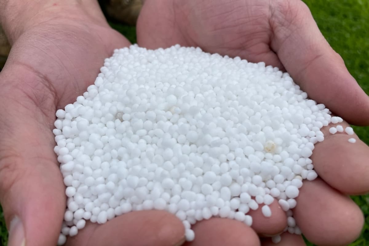 Golden Flower Cuts Fertilizer Costs Up to $400 Per Acre - Image 5