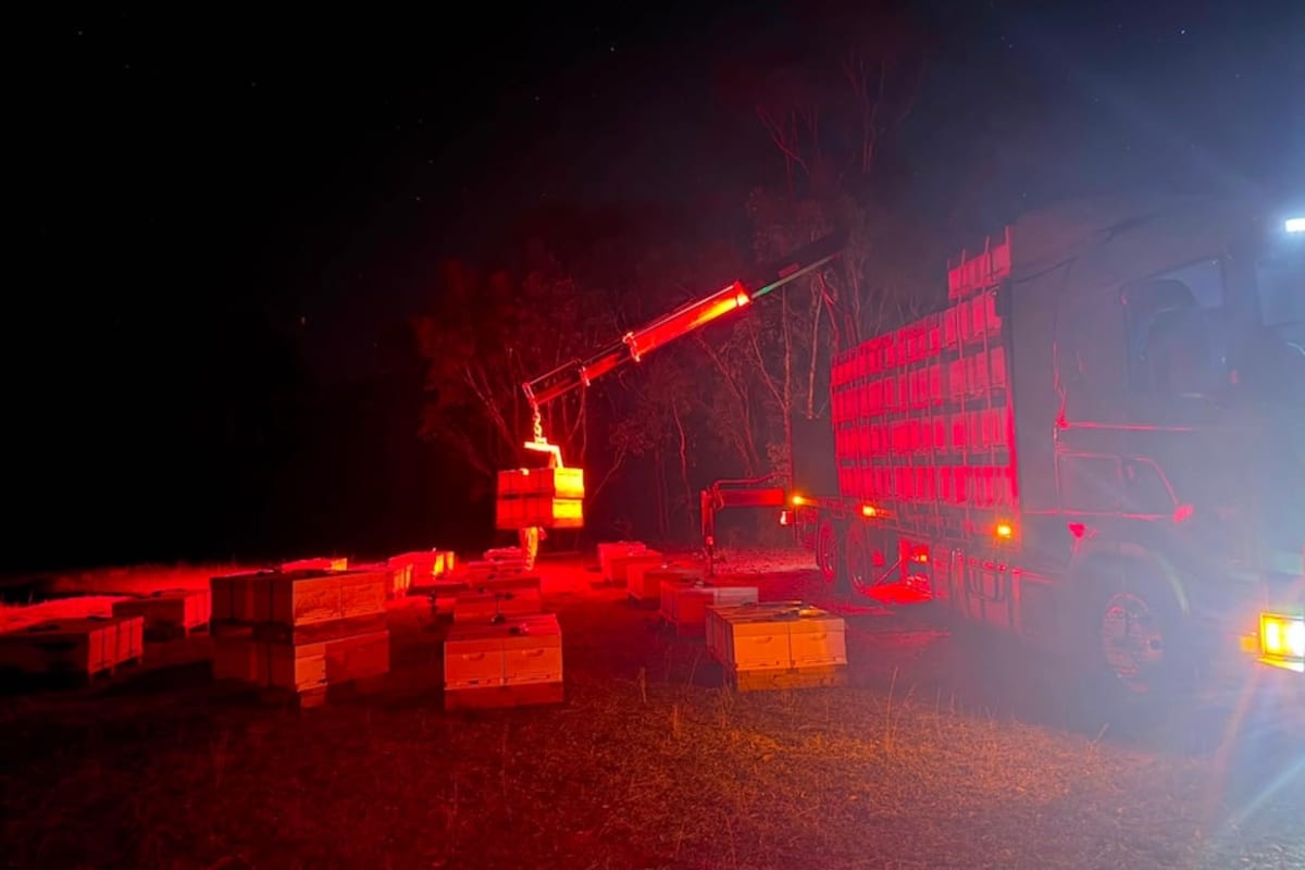 7,500 WA Beehives Cross Nullarbor to Save Almond Harvest - Image 4