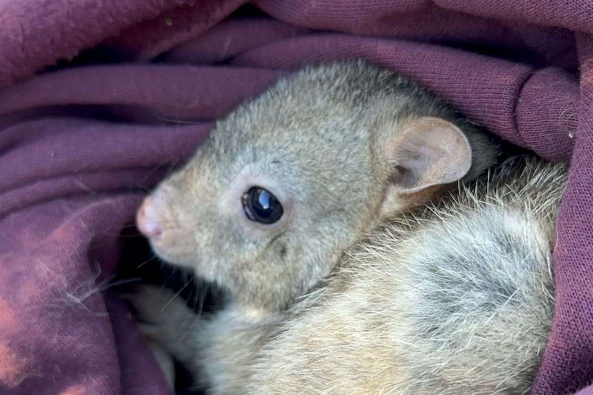 Remote Island Welcomes Endangered Marsupials After Decade - Image 4