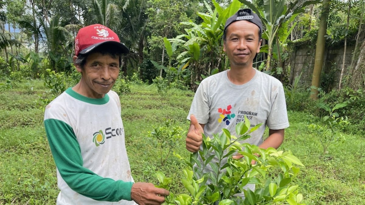 Indonesian Farmers Help Protect Australia's Citrus Industry - Image 2