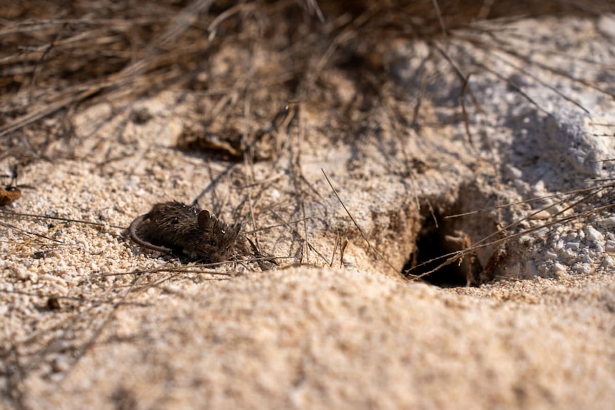 Drone Tech Saves Remote Island From Mouse Plague - Image 5