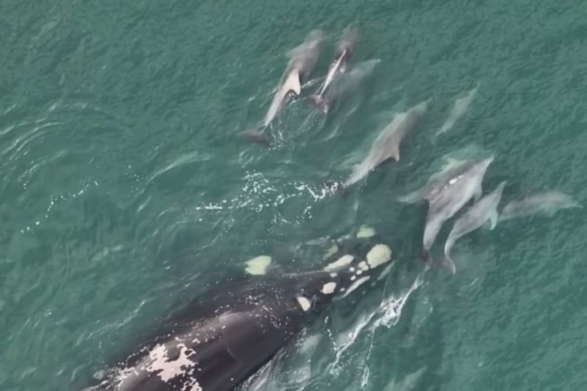 Dolphins Guide Lost Whale Back to Ocean After 2 Weeks - Image 5