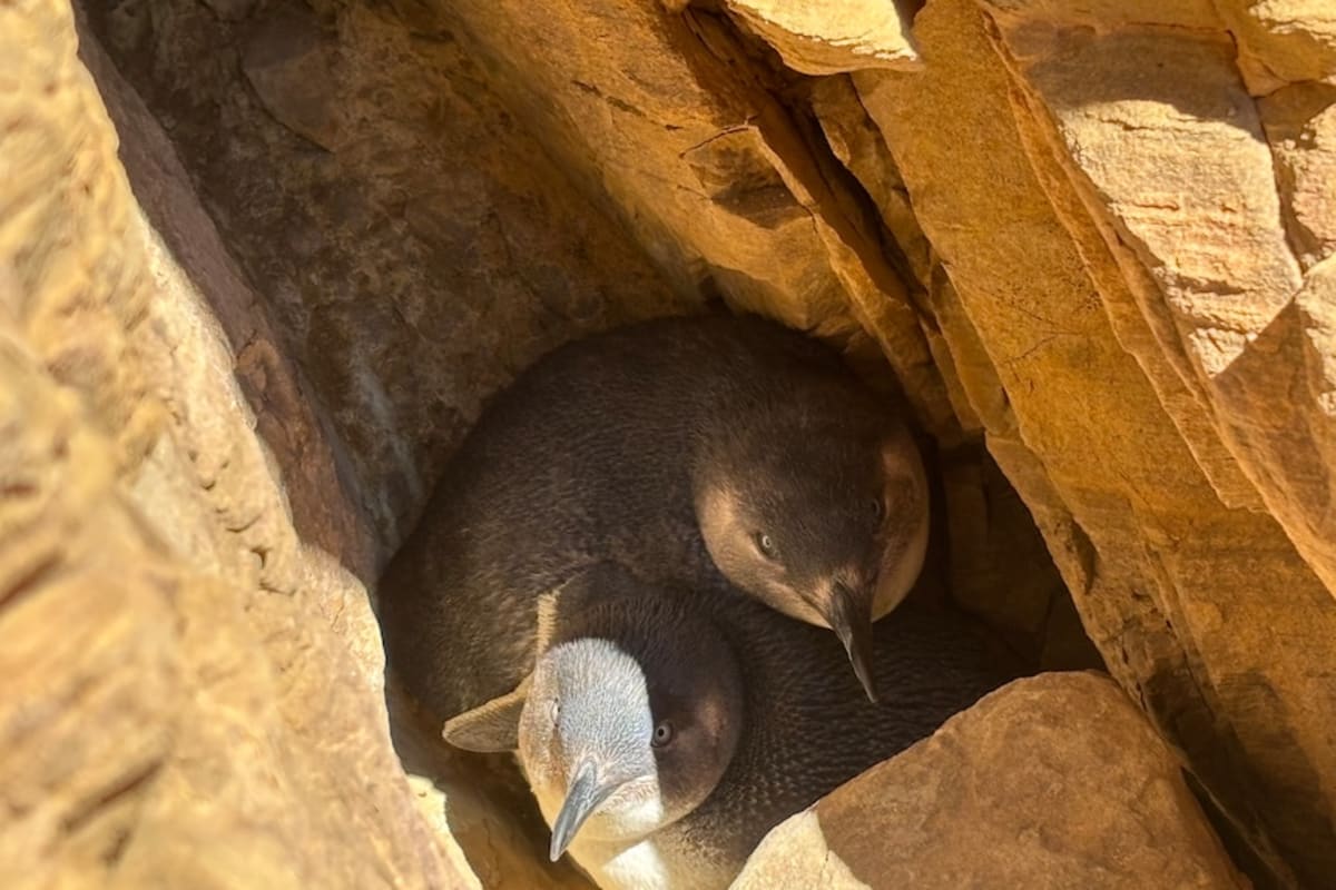 Kangaroo Island's Little Penguins Bounce Back After Crisis - Image 4