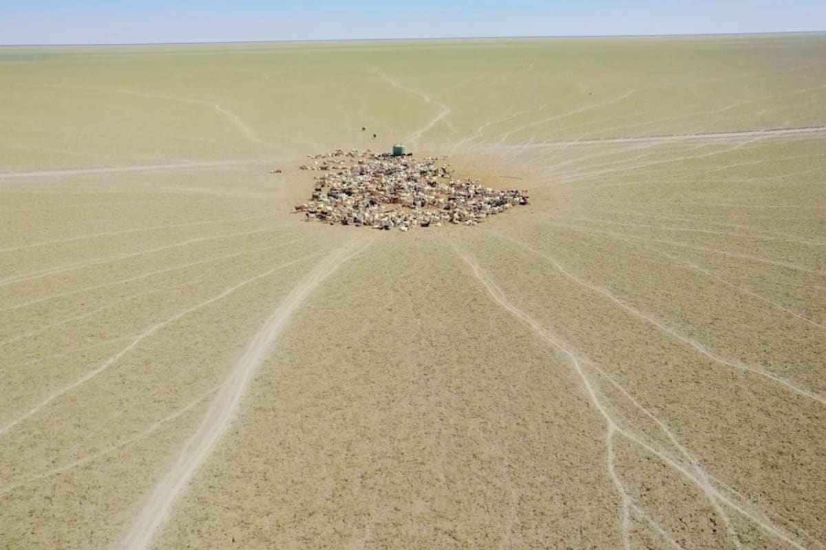 UK Company Stops 20,000 Bird Cull at Australian Cattle Station - Image 4