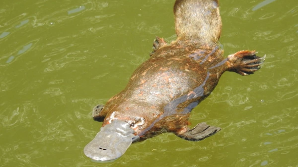 Scientists Push to Protect Australia's Platypus - Image 2
