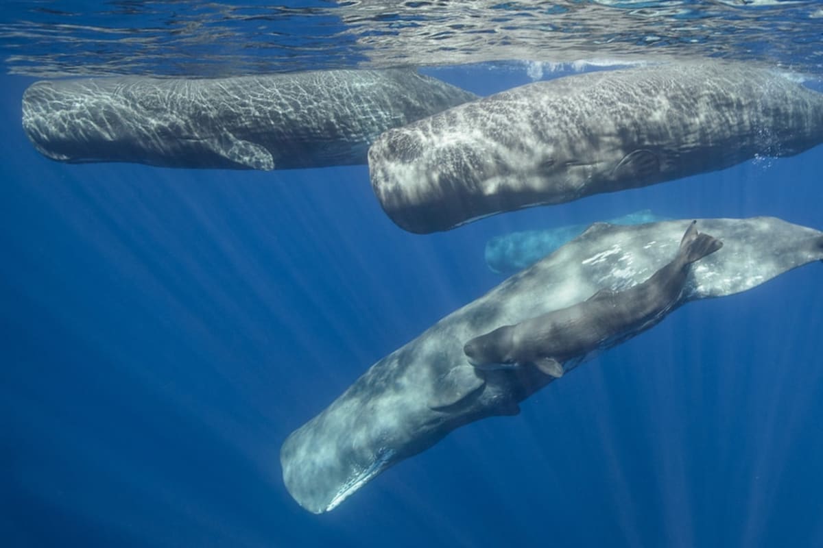 Scientists Film Sperm Whales Headbutting for First Time - Image 3