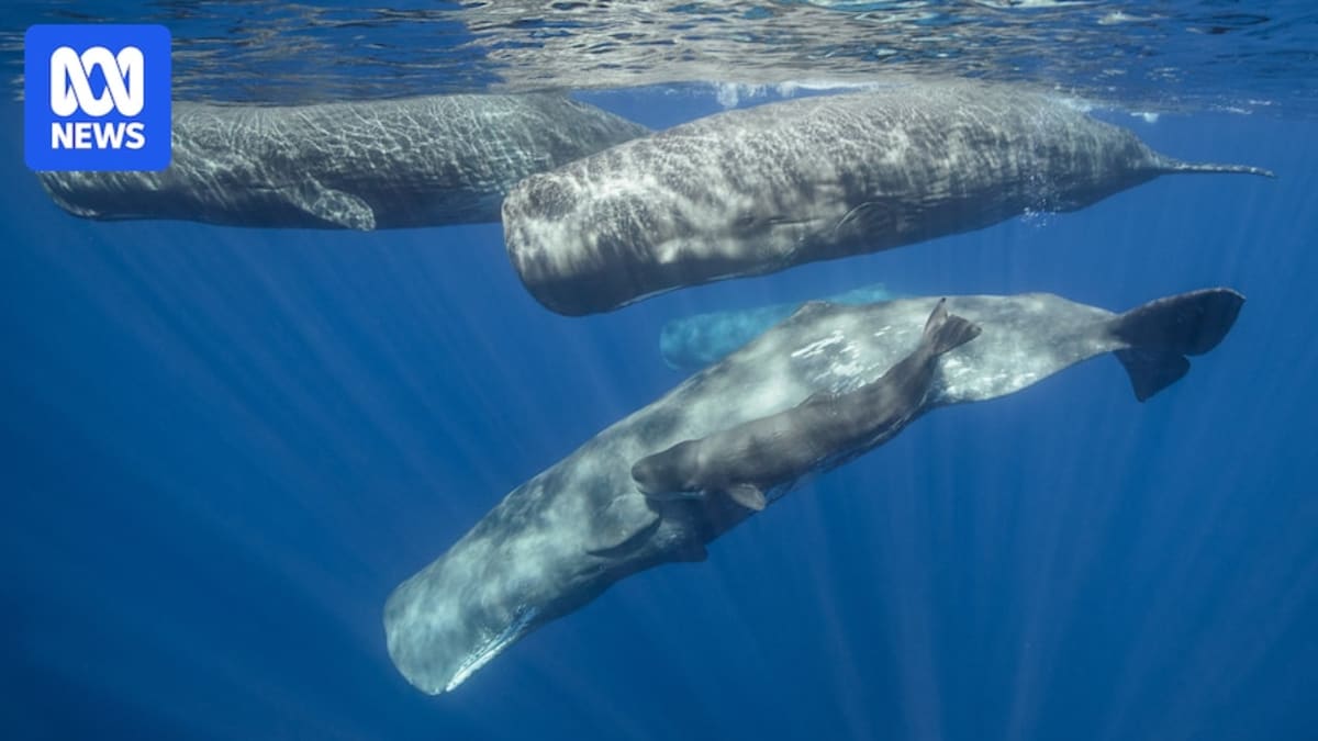 Aerial drone view of two sperm whales headbutting each other in ocean water